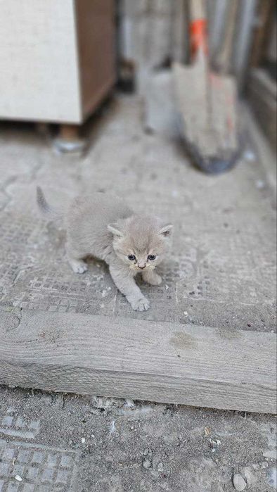 Кошки шотландские, Семья шотландских кошек 1 мать и 5 котята