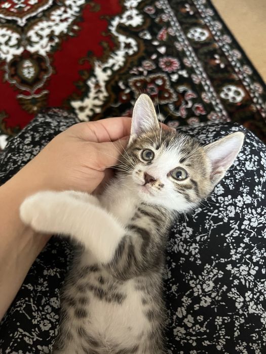 Отдам котенка в добрые руки