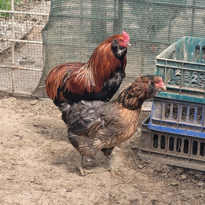 Perche araucane( 1 cocos + 1 gaina)