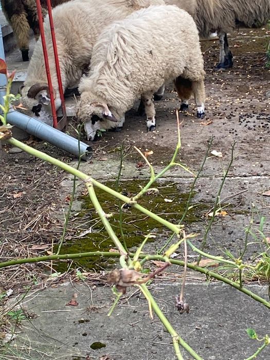 Vand mielute turcane