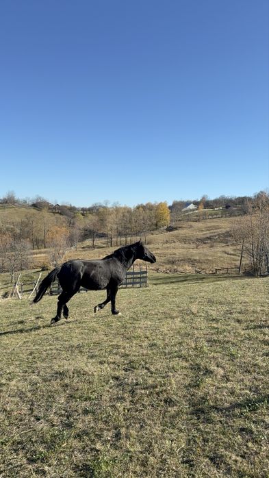 Iapa de vanzare-  3,8 ani