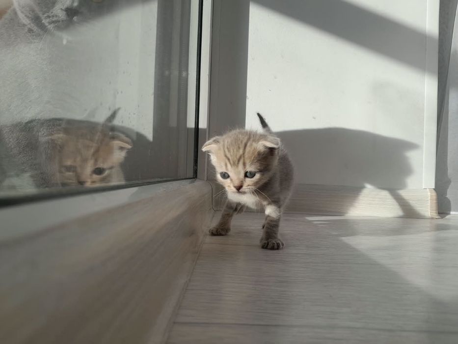 Британские  вислоухие котята
