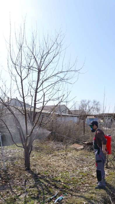 обрезка плодовых деревьев