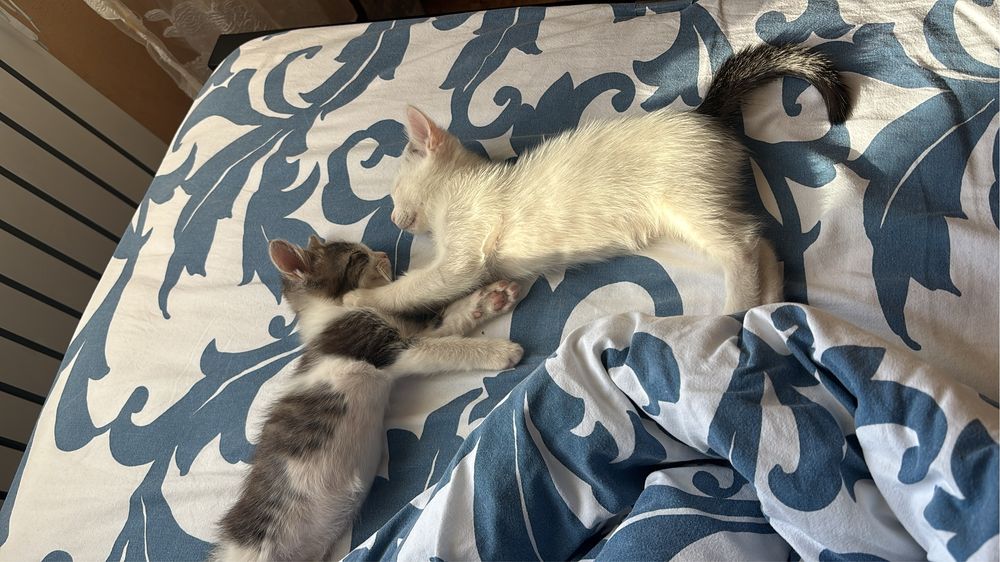 Котята в добрые руки бесплатно