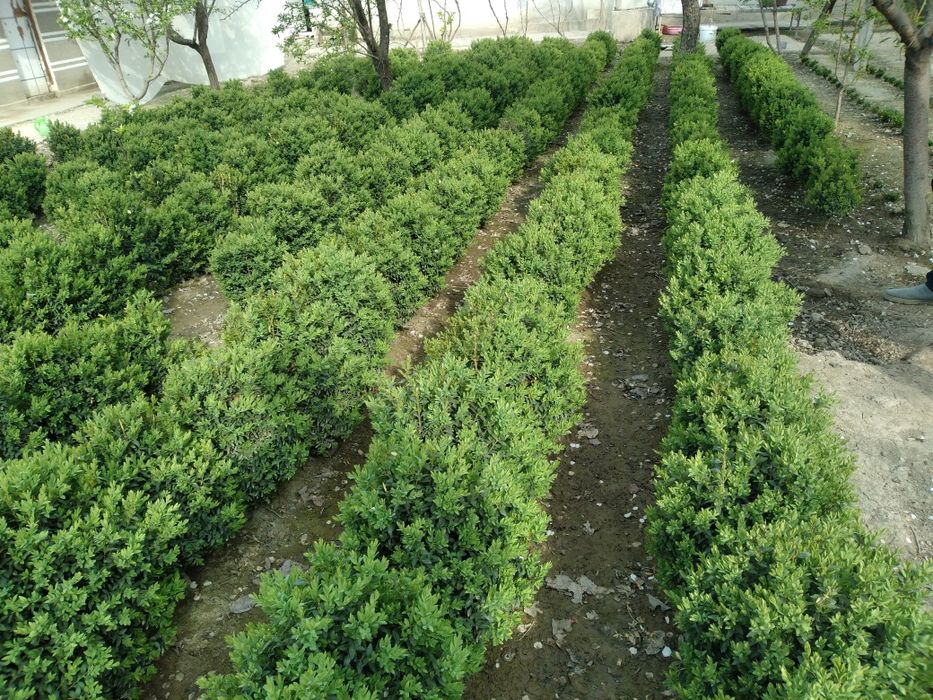 арчалар бор.. сосна туя книжный