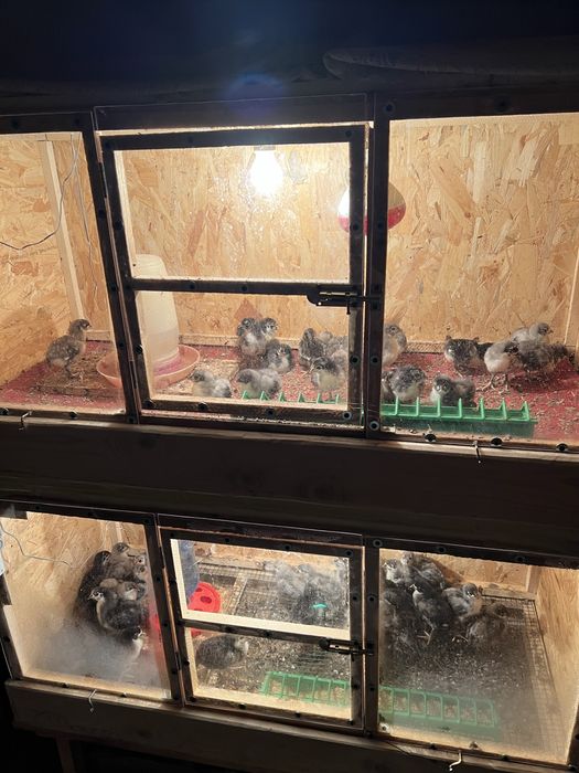 Pui australorp negru si albastru