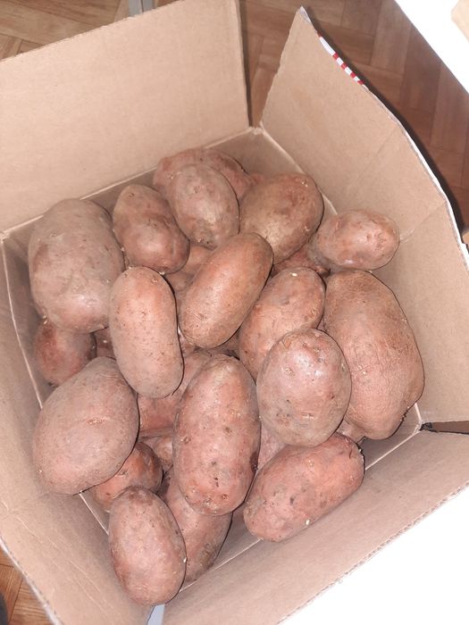 Продаю картофель дачный.