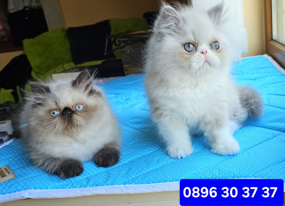 Котенца персийски
