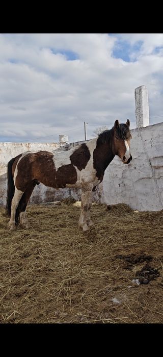 Обменяю или продам жеребца
