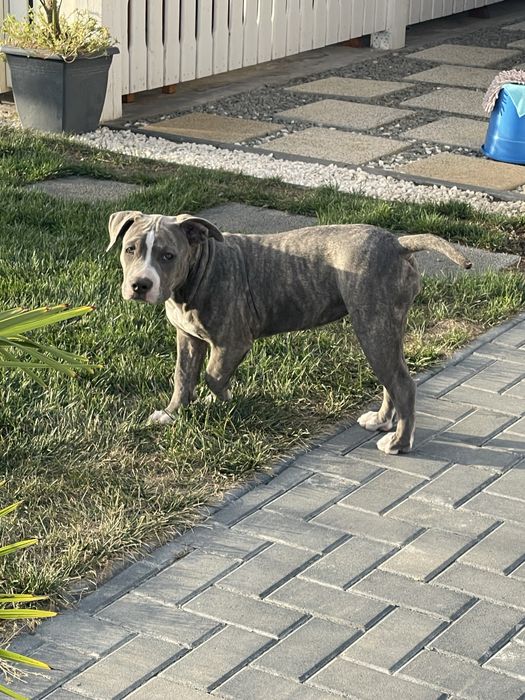American Bully, femela 4 luni