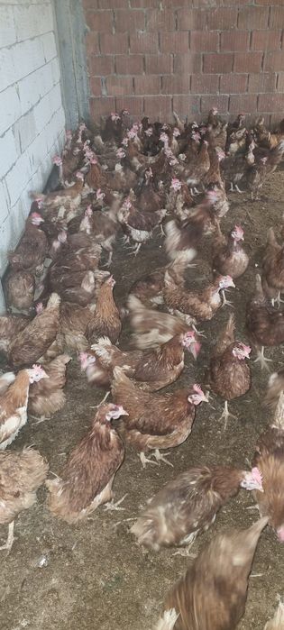 Găini 11 luni - Penaj deosebit - 20 lei/bucata