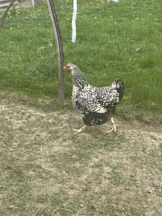 Vand gaini wyandotte argintiu