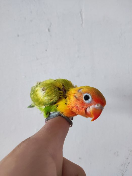 Ruchnoy popugay sotiladi nerazluchka nerazluchnik