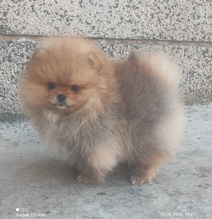 Померан, померанче