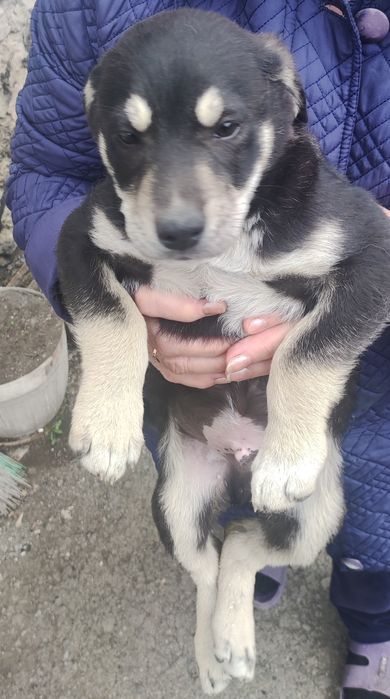 Отдам бесплатно щенка