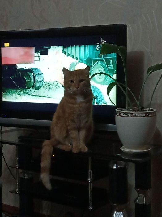 Отдам в хорошие руки