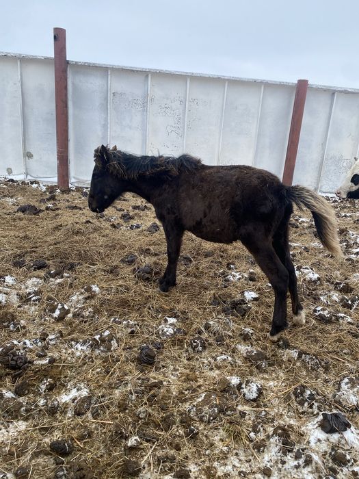 6 бас жабагы сатам