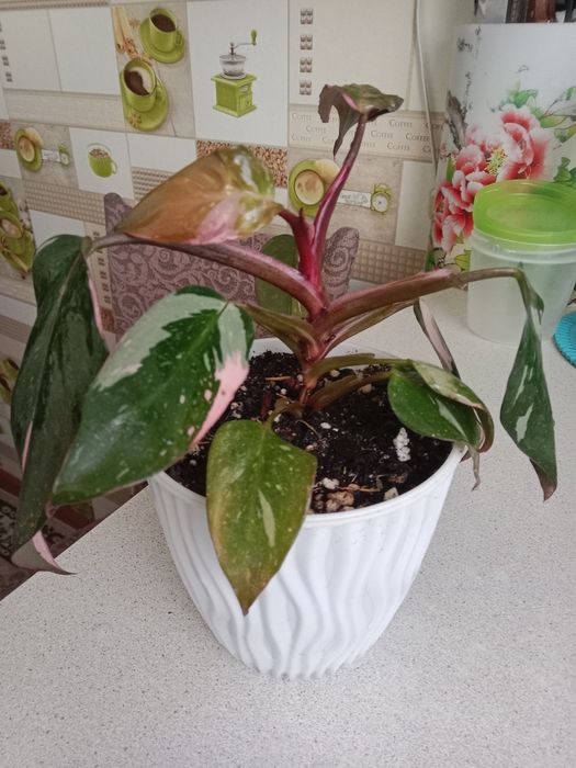 Филодендрон розовая принцесса
