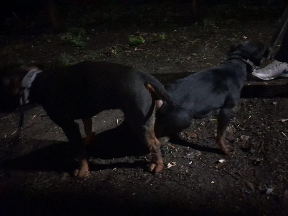 Алиментный щенок Ягдтерьер