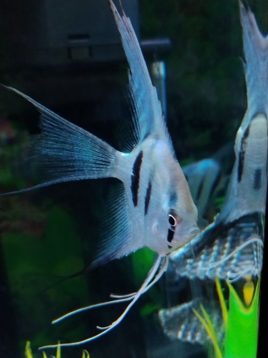 Продам рыба скалярии