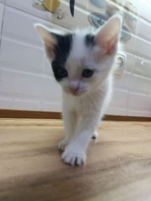 Котята 2 месяца.
