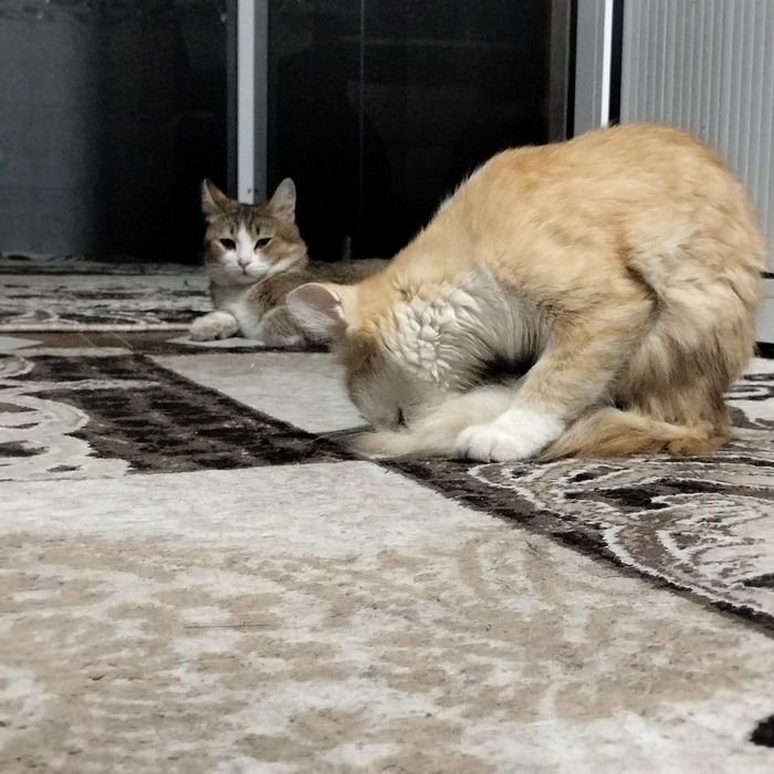 Erkak va ayol mushuk 1 yillik