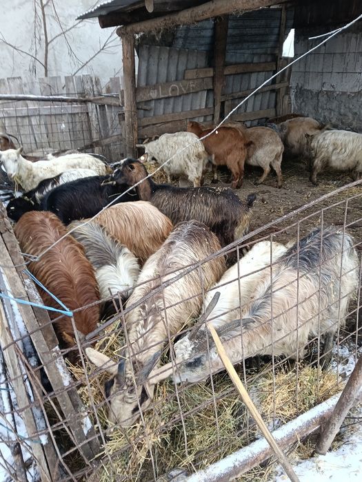 Vând capre bune de lapte sunt gestante