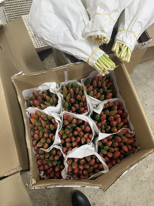 голландские тюльпаны по 450