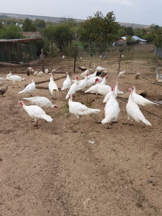 Curci de vânzare din 2025 preț 200 lei bucata