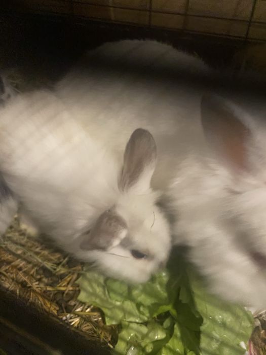 Iepuri Cap de Leu Pitic