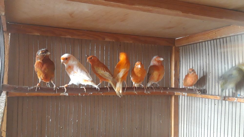 Канарейки самцы.