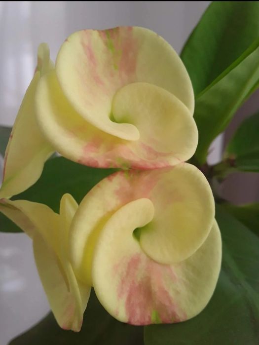 Молочай миля крупноцветковый