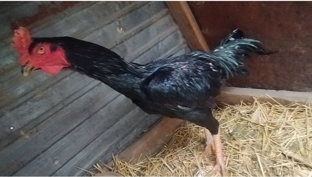 Чолпан дакан 2 года