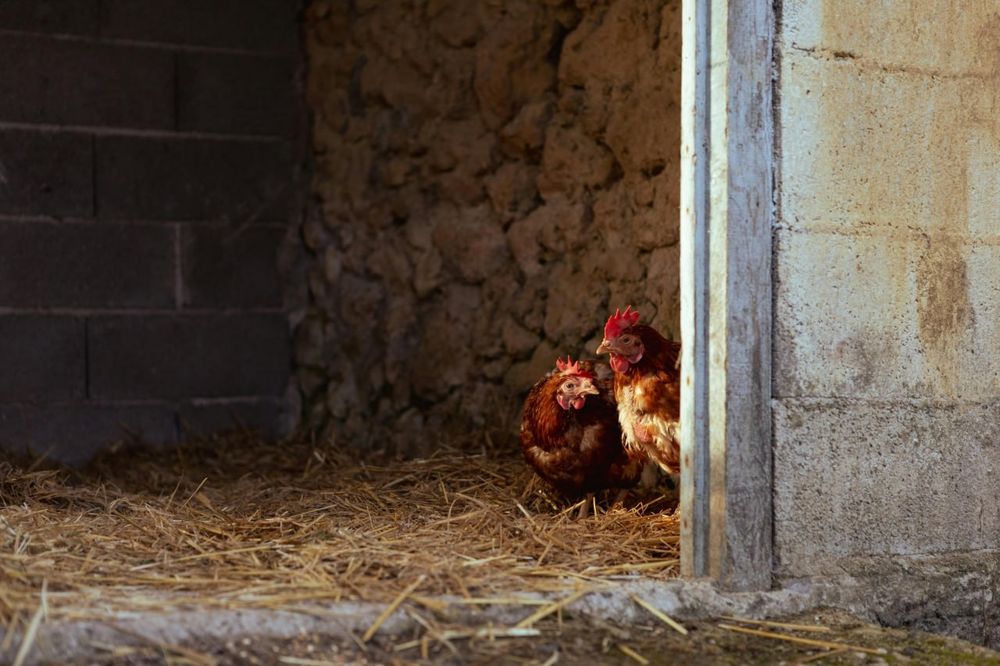 Домашние ЯЙЦА | КУРИЦА