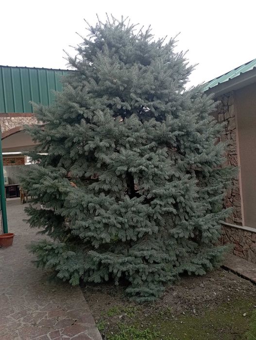 Елка голубая ель высокая