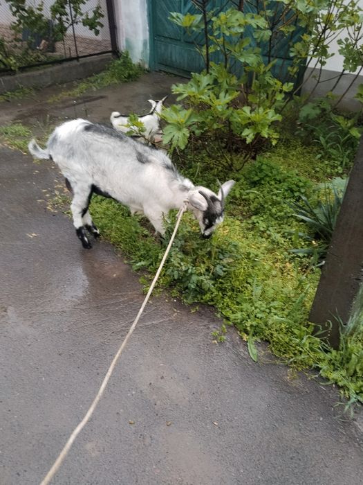 Assalamu aleykum echki sotiladi zanin alpen