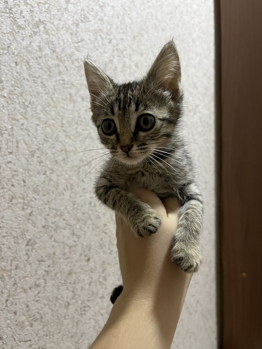 Продается кошка
