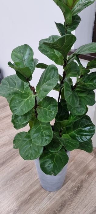 Фикус лирата бамбино