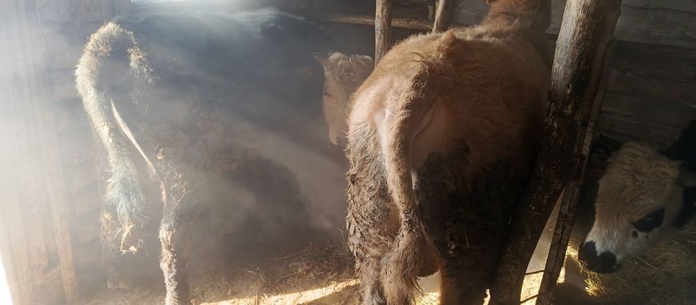 Молодняк продоётся