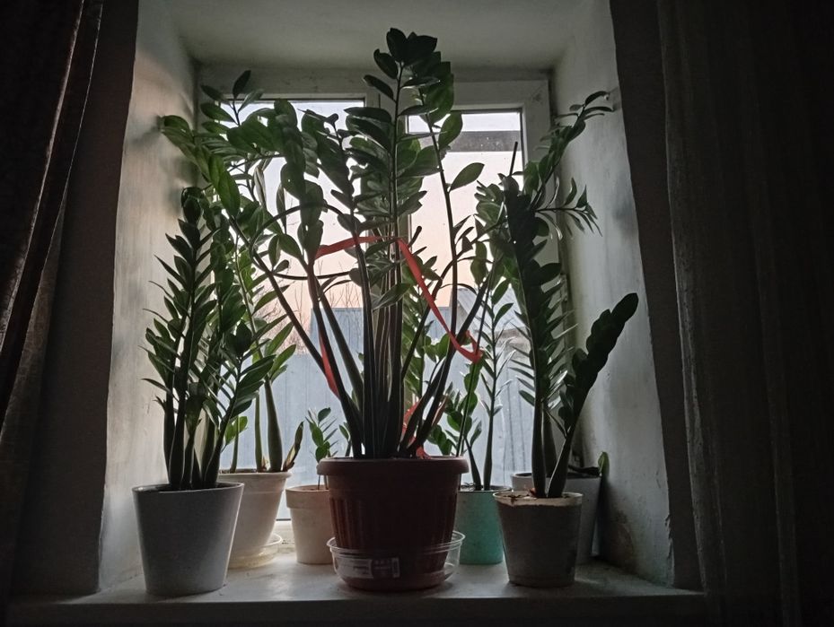 Продам цветы доллар