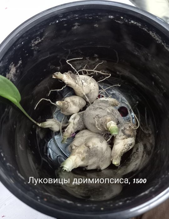 Горшки для цветов, растения