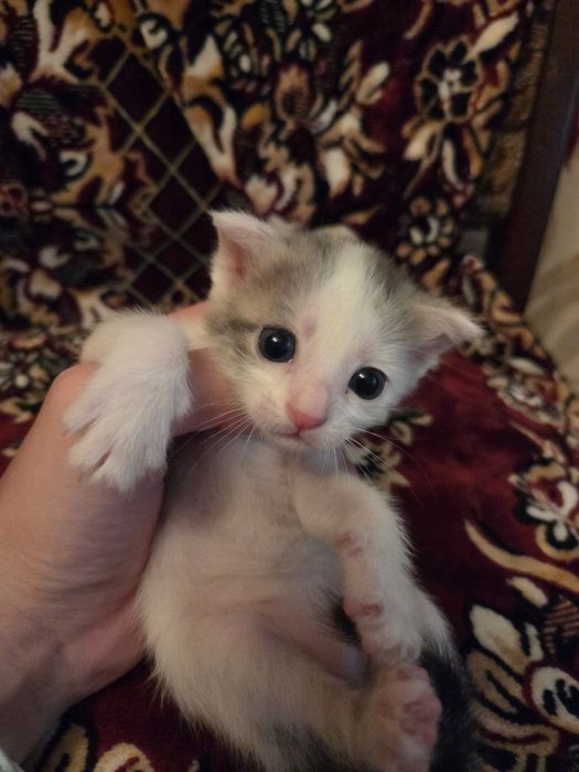 Котята бесплатно