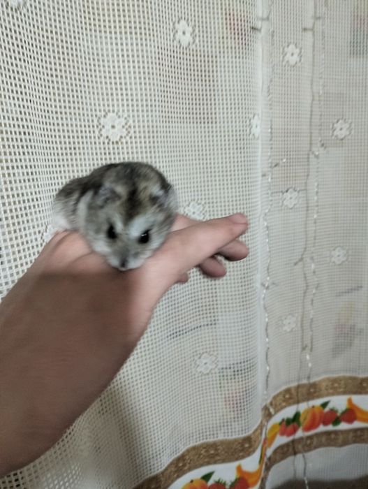 Продам 5000тг  джунгарского хомяка