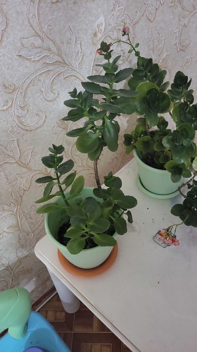 Комнатные растения