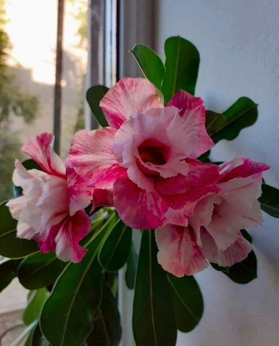 Махровые Адениумы разных сортов