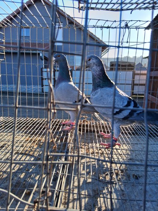 Porumbei voiajori germani