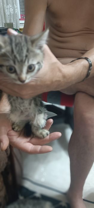 Бесплатно отдам котят