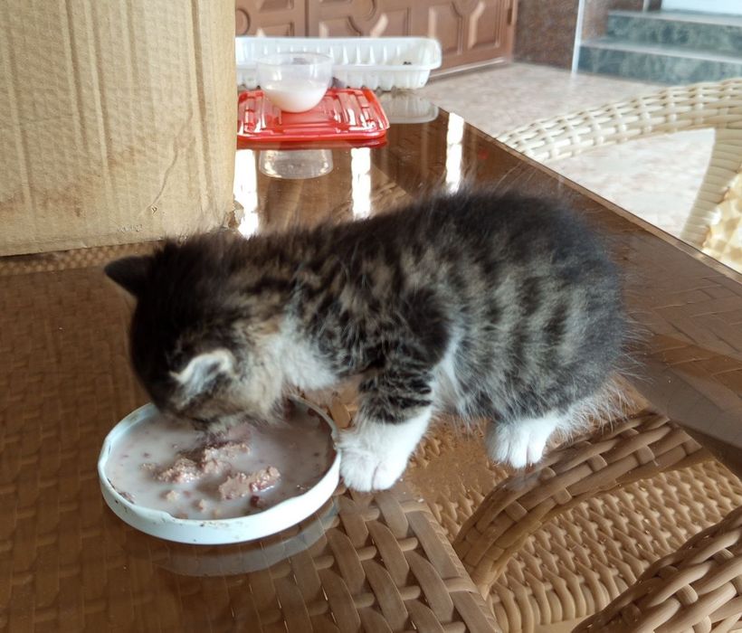Отдам котят в заботливые добрые руки