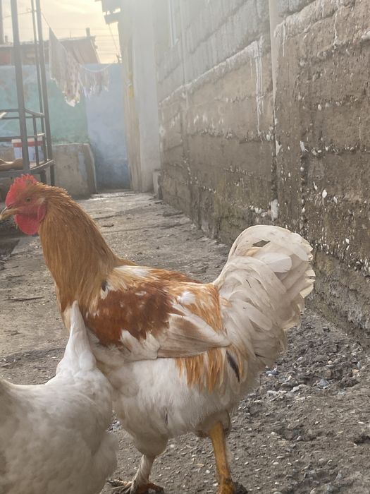 Петухи,қораздар,6-7 айлық