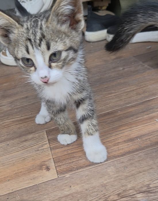 Отдам котят срочно. 2месяца